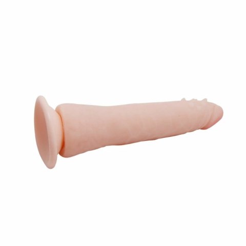 Baile Fit model anatomiczny TPR 20,1 cm system kręgowcow