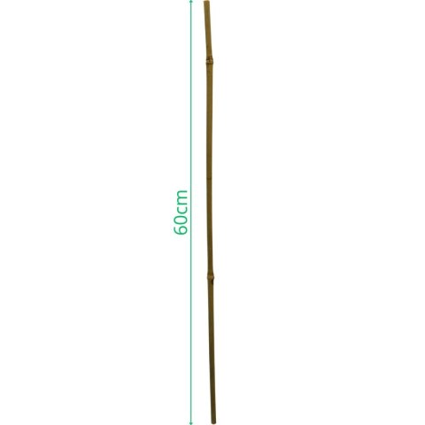 PODPORA DO ROŚLIN BAMBUSOWA TYCZKA 60 CM 10SZT PROGARDEN