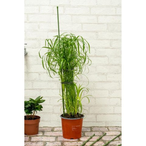 PODPORA TYCZKA DO ROŚLIN 6SZT 50-80CM KINZO